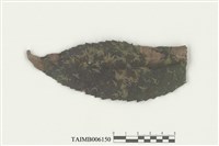 藏品(葉生角鱗蘚)的圖片